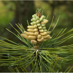 Pinus nigra austriaca de Wouter Hagens, Public domain, via Wikimedia Commons