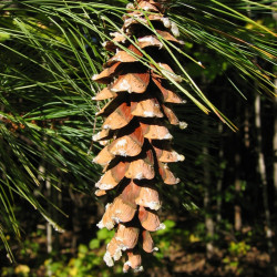 Pinus strobus de Keith Kanoti, Maine Forest Service, USA, CC BY 3.0 US, via Wikimedia Commons