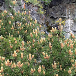 Pinus mugo pumilio de Zeynel Cebeci, CC BY-SA 4.0, via Wikimedia Commons