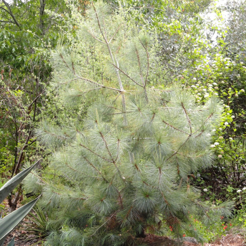 Pinus maximartinezii de Daderot, Public domain, via Wikimedia Commons