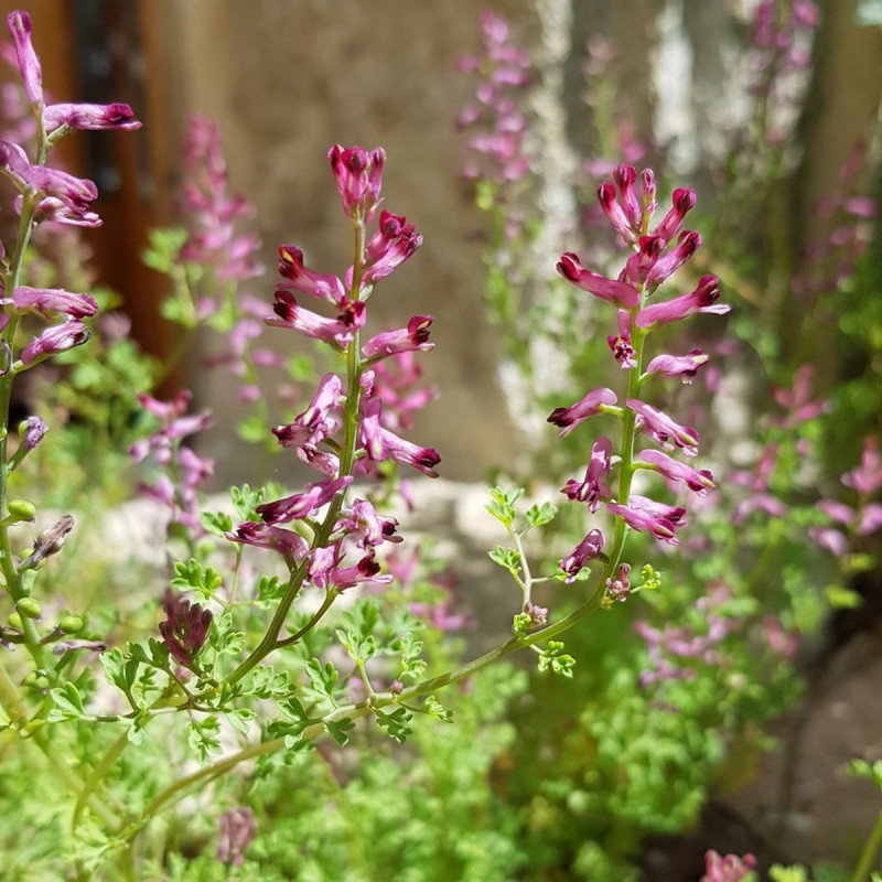 Fumaria officinalis Semences du Puy Fumaria officinalis Semences du Puy