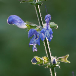 Salvia_forsskaolei par Zeynel Cebeci, CC BY-SA 4.0 de wikimedia commons