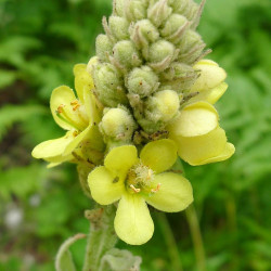 Verbascum thapsus de Gailhampshire from Cradley, Malvern, U.K, CC BY 2.0  via Wikimedia Commons