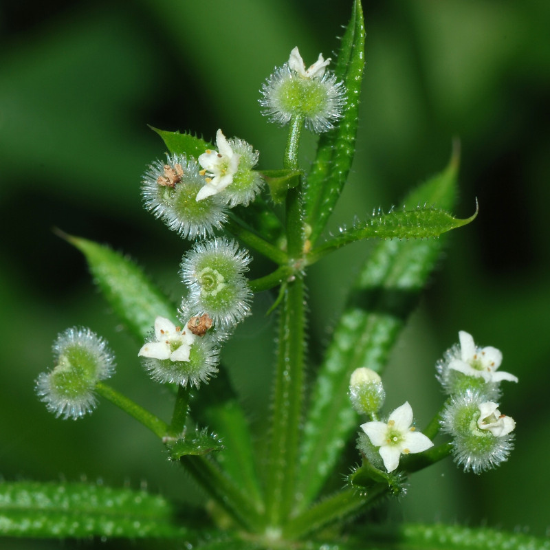 Galium aparine de Alvesgaspar, CC BY-SA 3.0 via Wikimedia Commons Galium aparine de Alvesgaspar, CC BY-SA 3.0 via Wikimedia Commons