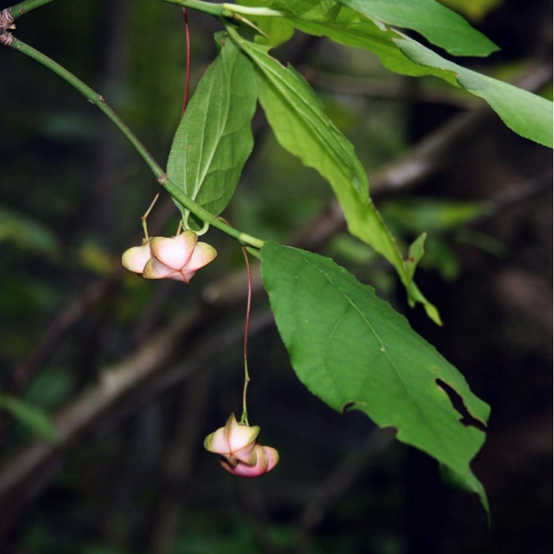 Euonymus latifolius de Franz Xaver, CC BY-SA 3.0 via Wikimedia Commons