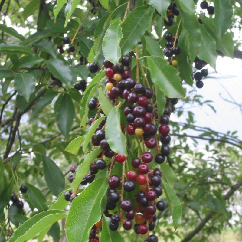 Prunus serotina de Rasbak, CC BY-SA 3.0 via Wikimedia Commons Prunus serotina de Rasbak, CC BY-SA 3.0 via Wikimedia Commons