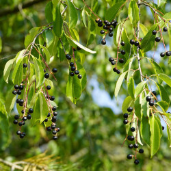 Prunus padus de par jhenning via Pixabay