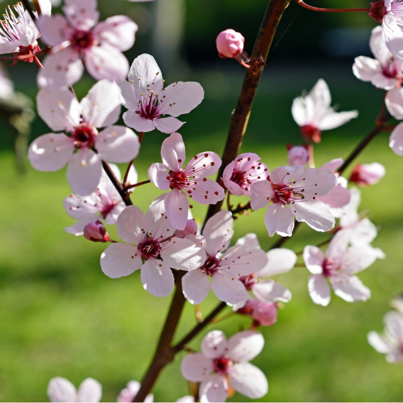 Prunus myrobolana par Peggy Choucair de Pixabay