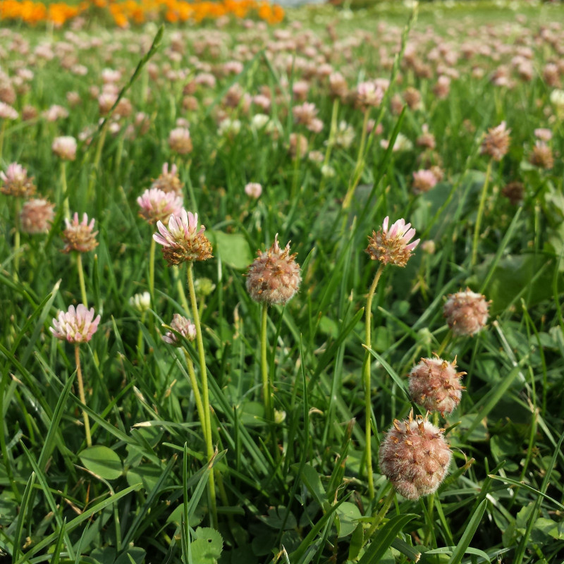 Trifolium fragiferum de Stefan.lefnaer, CC BY-SA 4.0, via Wikimedia Commons Trifolium fragiferum de Stefan.lefnaer, CC BY-SA 4.0, via Wikimedia Commons
