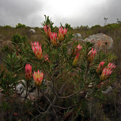 Protea repens par Plantes de Wikimedia commons