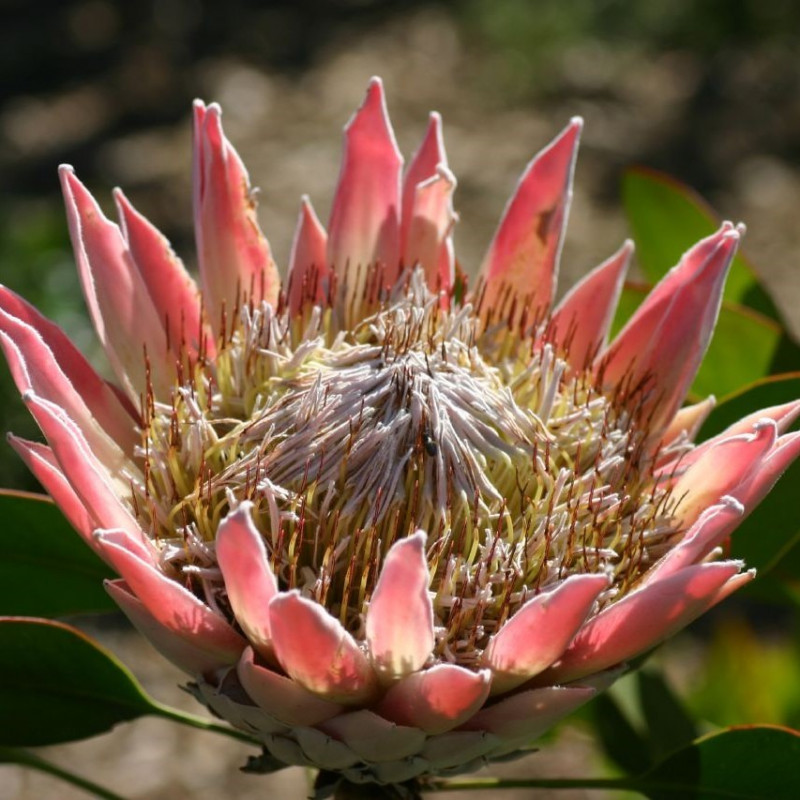 Protea magnifica par derekkeats de Wikimedia commons