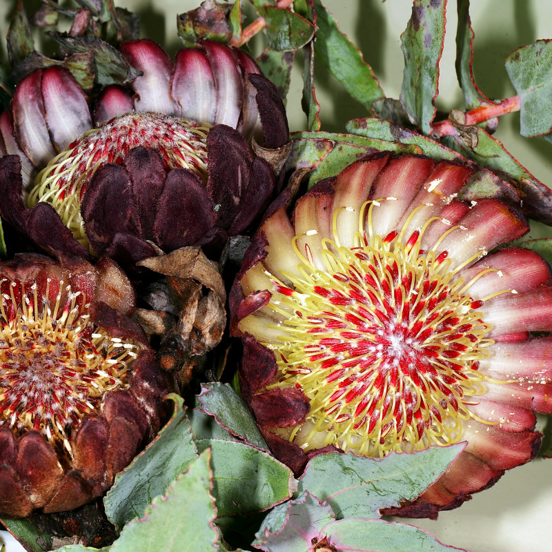 Protea amplexicaulis par Plantes de Wikimedia commons Protea amplexicaulis par Plantes de Wikimedia commons