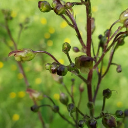 Scrophularia nodosa - Semences du Puy