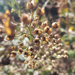 Scrophularia nodosa - Semences du Puy