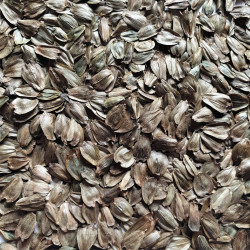 Silphium perfoliatum par Semences du Puy