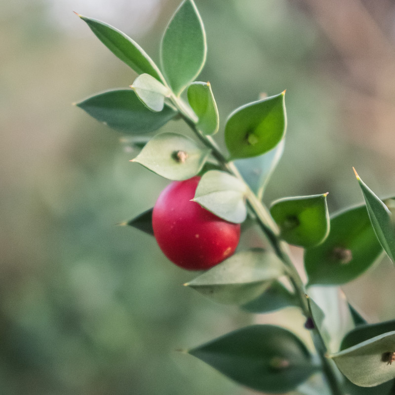 Ruscus aculeatus de Krzysztof Golik, CC BY-SA 4.0, via Wikimedia Commons Ruscus aculeatus de Krzysztof Golik, CC BY-SA 4.0, via Wikimedia Commons