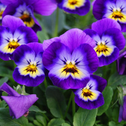 Viola cornuta par PATRICK DUTARTRE de Pixabay