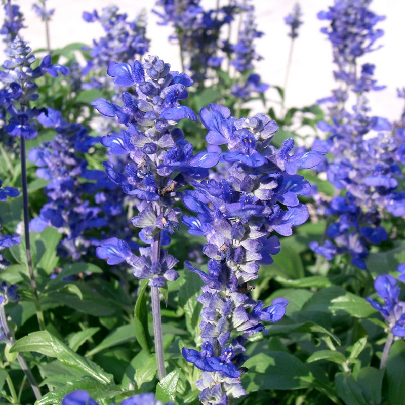 Graines Salvia farinacea “fairy queen” 0,3 g - Sauge farineuse