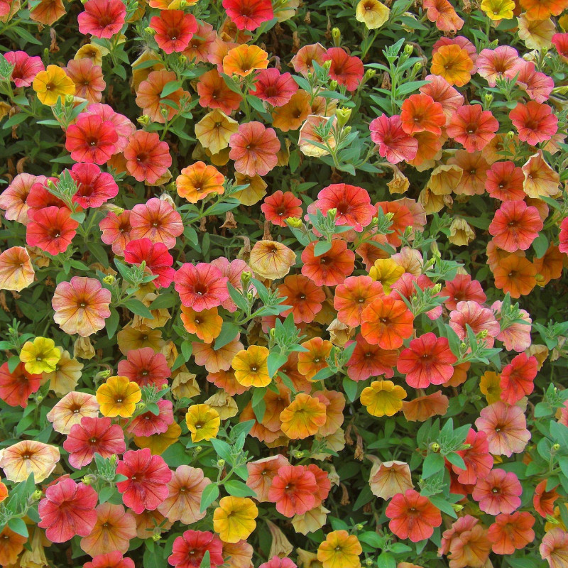 Graines de Pétunia Semences de Petunia multiflora F1 — free download