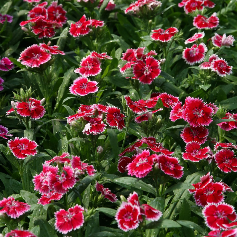 Dianthus chinensis гвоздика китайская