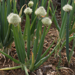 Allium fistulosum de Dalgial, CC BY-SA 3.0, via Wikimedia Commons