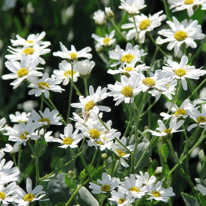 Tanacetum balsamita de Kor!An (Андрей Корзун), CC BY-SA 3.0, via Wikimedia Commons Tanacetum balsamita de Kor!An (Андрей Корзун), CC BY-SA 3.0, via Wikimedia Commons