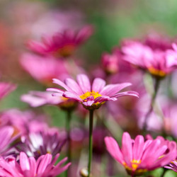 Chrysanthemum rose par Minh Lê de Pixabay