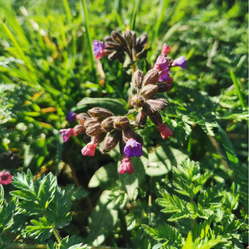 Pulmonaria affinis - Semences du Puy Pulmonaria affinis - Semences du Puy