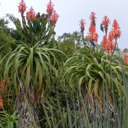 Aloe pluridens de Andrew massyn, CC BY-SA 3.0 via Wikimedia Commons