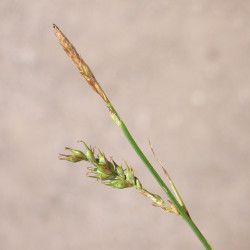 Carex sylvatica de Andrea Moro, CC BY-SA 3.0, via Wikimedia Commons