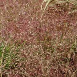 Eragrostis spectabilis de David J. Stang, CC BY-SA 4.0, via Wikimedia Commons