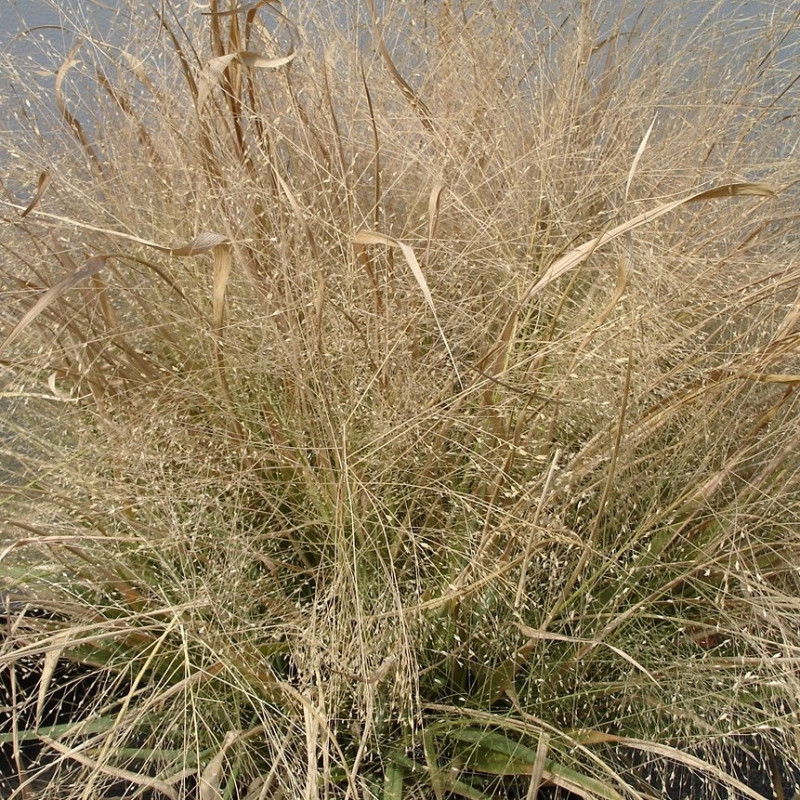 Eragrostis spectabilis de Tepeyac, Public domain, via Wikimedia Commons