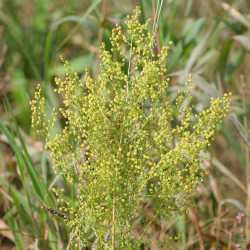 Artemisia annua par Kristian Peters de Wikimedia commons
