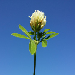 Trifolium alexandrinum de Stefan.lefnaer, CC BY-SA 4.0, via Wikimedia Commons