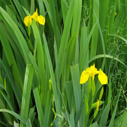 Iris pseudacorus Semences du Puy