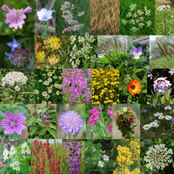20g 22 espèces Special meadow fleur sauvage mélange 