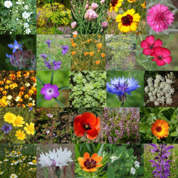 Photos de mélange de fleurs médicinale et d'aménagement via Wikimedia Commons