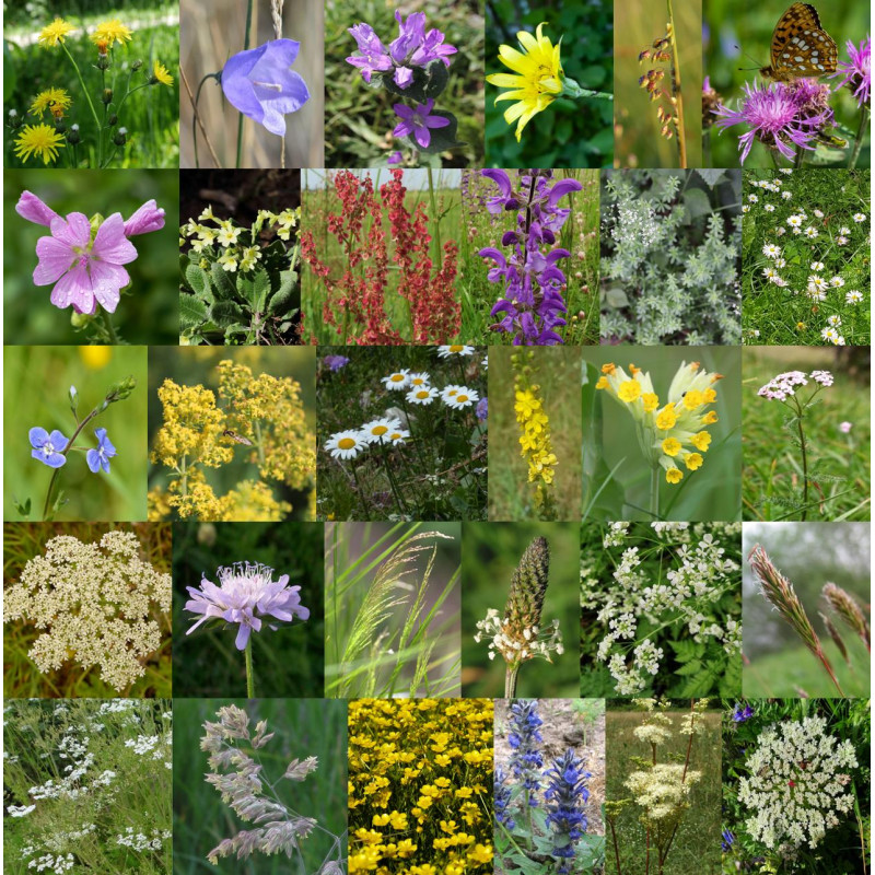 Photos de mélange de fleurs sauvages pour terrains lourds et humides via Wikimedia Commons