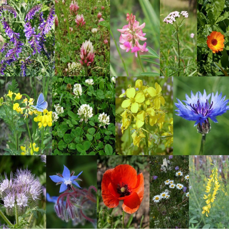 Photos de mélange de fleurs mellifère mixte via Wikimedia Commons