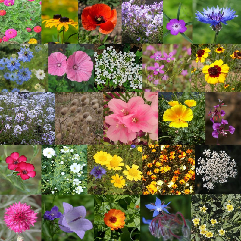 Photos de mélange pour fleurissement lègereté via Wikimedia Commons