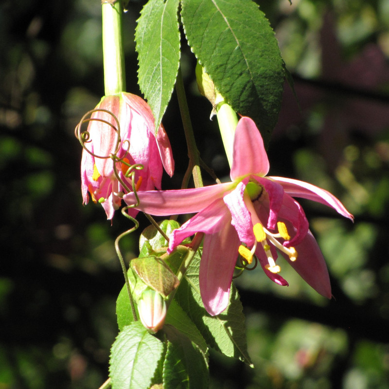Passiflora mollissima de Forest et Kim Starr, CC BY 3.0 US, via Wikimedia Commons