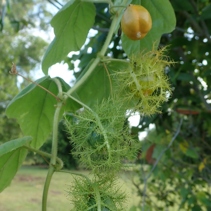 Passiflora foetida de Margaret Donald, CC BY-SA 2.0, via Wikimedia Commons