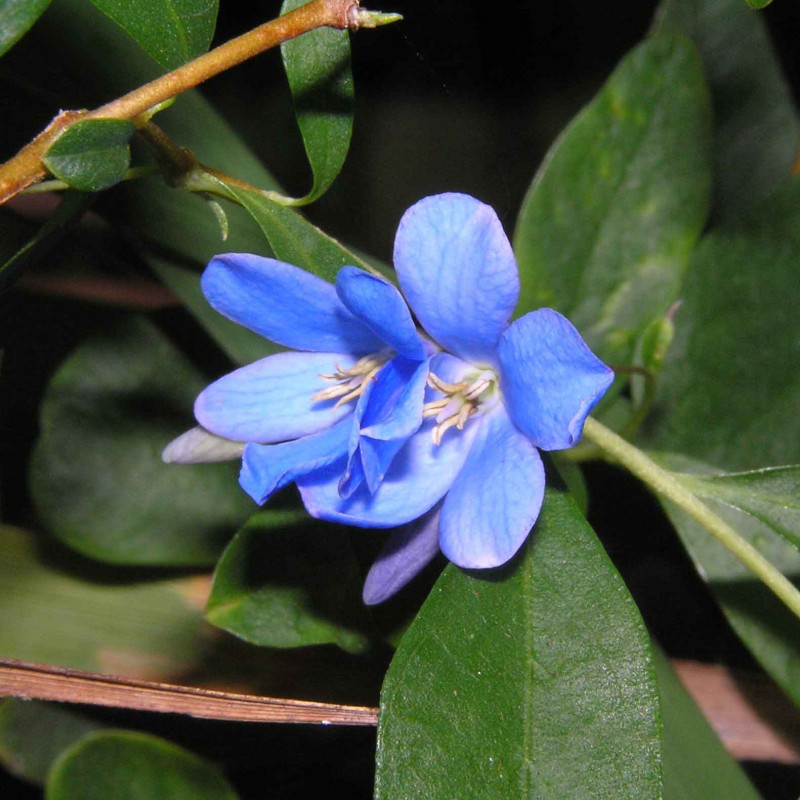 Sollya heterophylla de 阿橋 HQ, CC BY-SA 2.0, via Wikimedia Commons