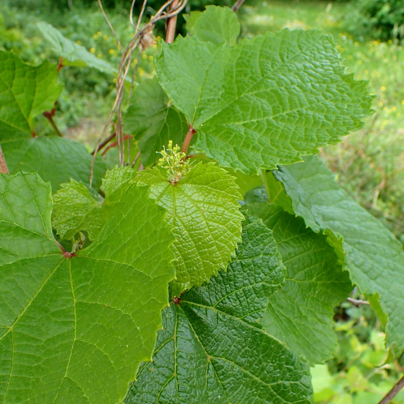 Vitis amurensis de Krzysztof Ziarnek, Kenraiz, CC BY-SA 4.0, via Wikimedia Commons