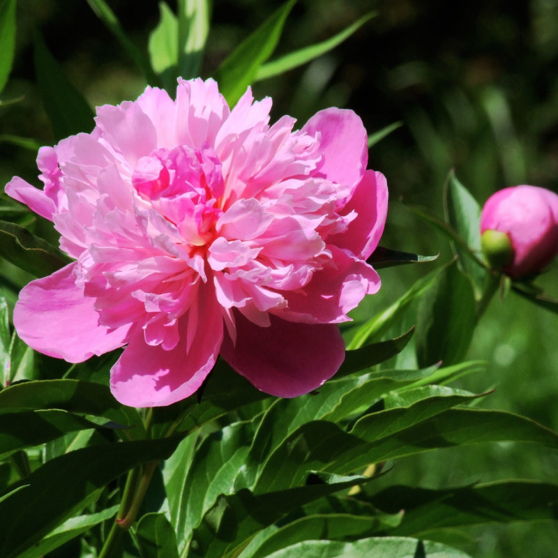 100 Graines De Pivoines Mélangées - Pour Jardinage Et Bonsaï Facile