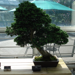 Chamaecyparis Obtusa bonsai de Jeffrey O. Gustafson, CC BY-SA 3.0, via Wikimedia Commons