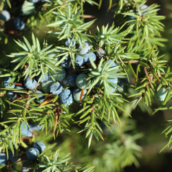 Juniperus communis par SonjavdK de Pixabay