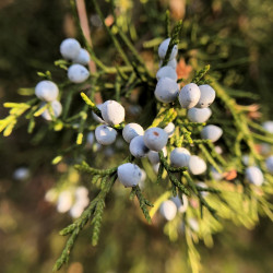 Juniperus virginiana de GeoO, CC BY-SA 4.0, via Wikimedia Commons