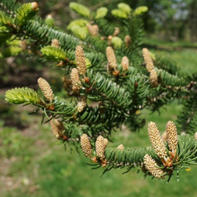Picea wilsonii de Plant Image Library from Boston, USA, CC BY-SA 2.0, via Wikimedia Commons