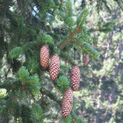 Picea abies de Robert Flogaus-Faust, CC BY 4.0, via Wikimedia Commons
